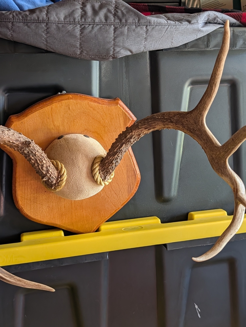 Artisan Brown Antler Wall Mount with Wood Plaque